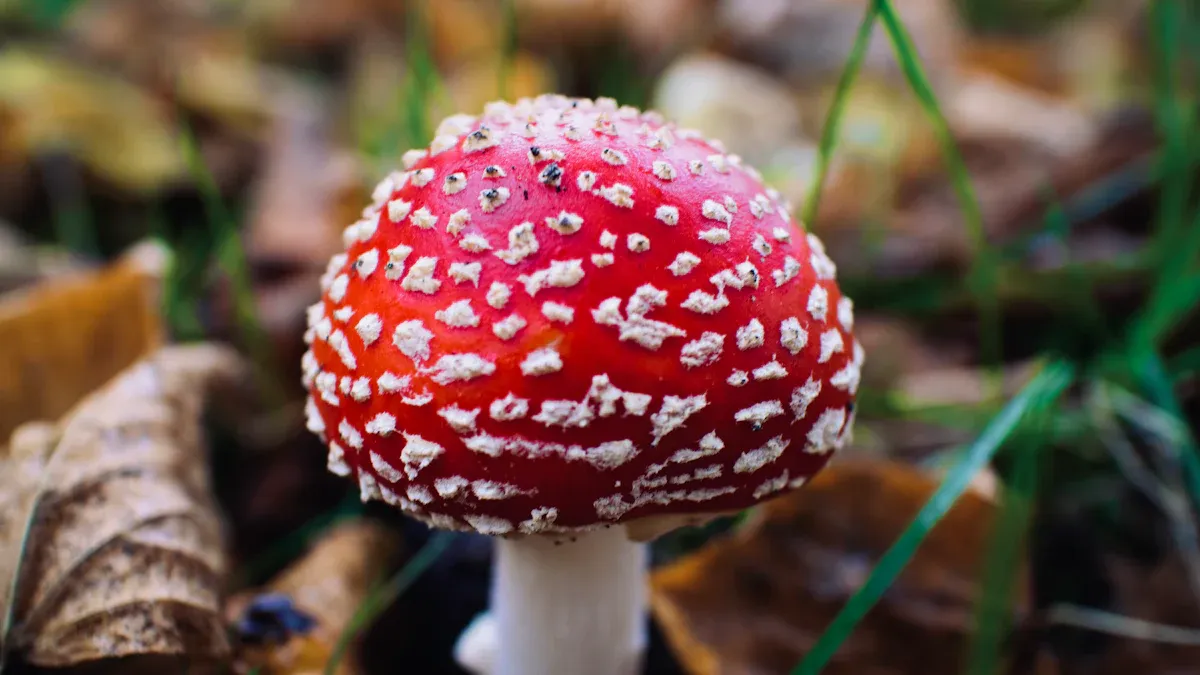 Rise in Popularity of Shroom Vape