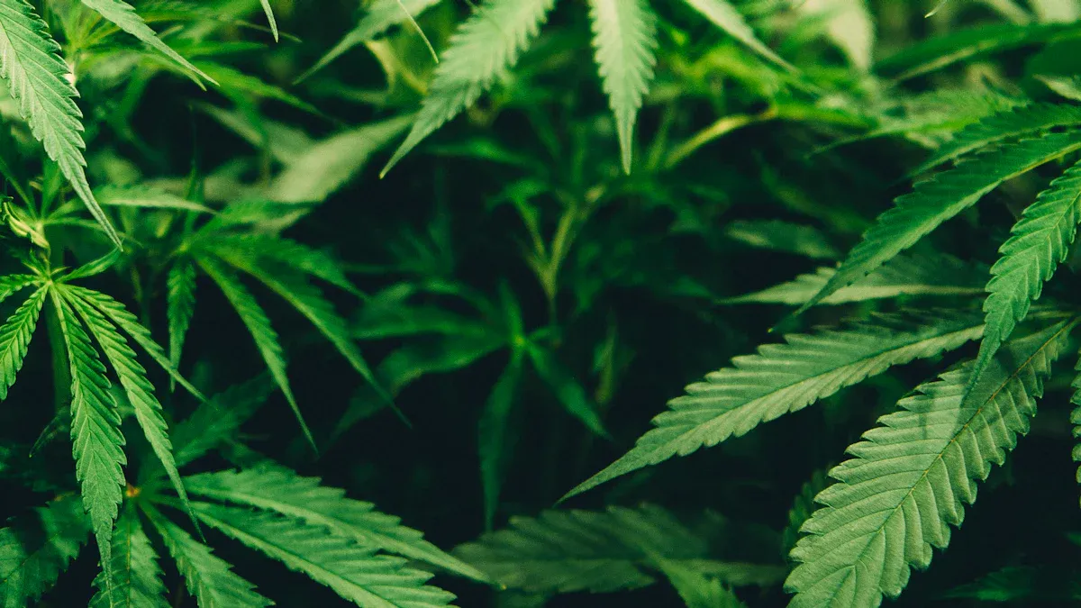 What is THC? Your Ultimate Guide to Understanding the Buzz