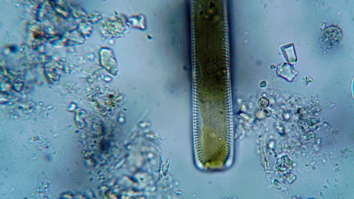Membrane Nitrogen Generators