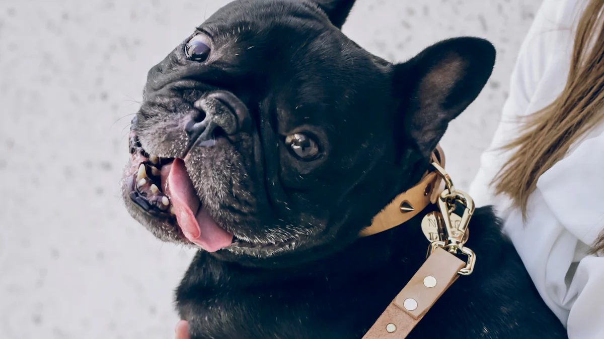 Best Dog Collar for Safety