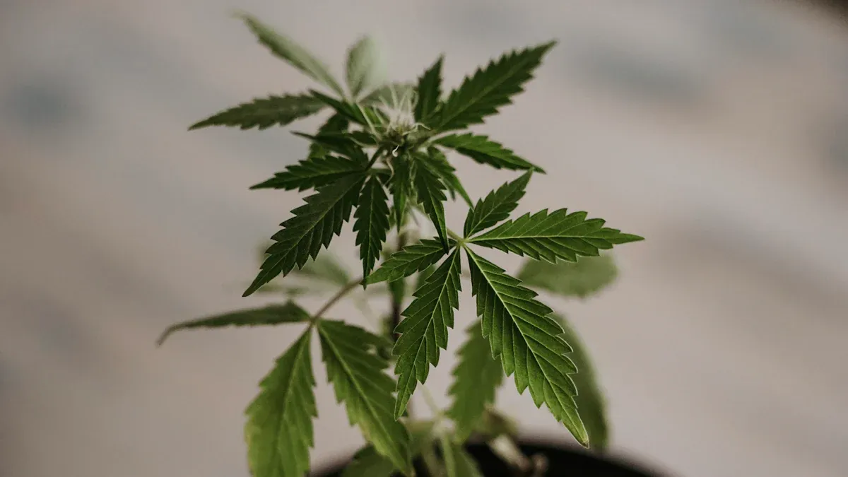A cannabis plant, representing reliable raw materials
