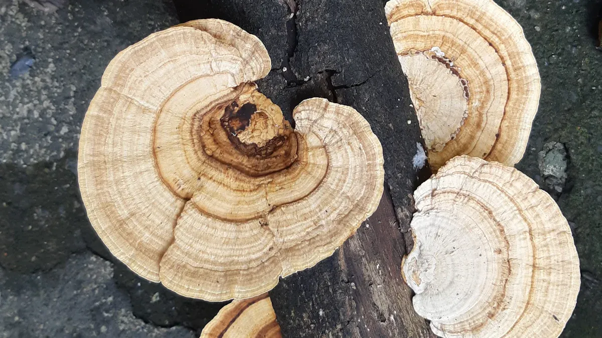 Mushroom Vape Pens 101: Expert Tips to Elevate Your Experience