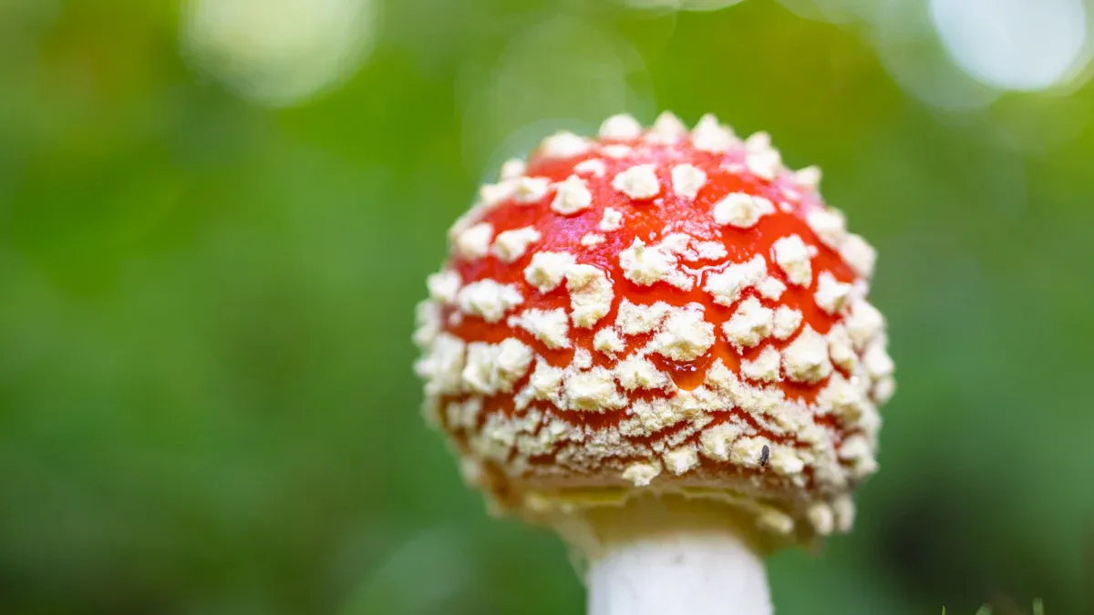 Shroom Vapes: Do They Actually Work or Are They Just Trippy Talk?