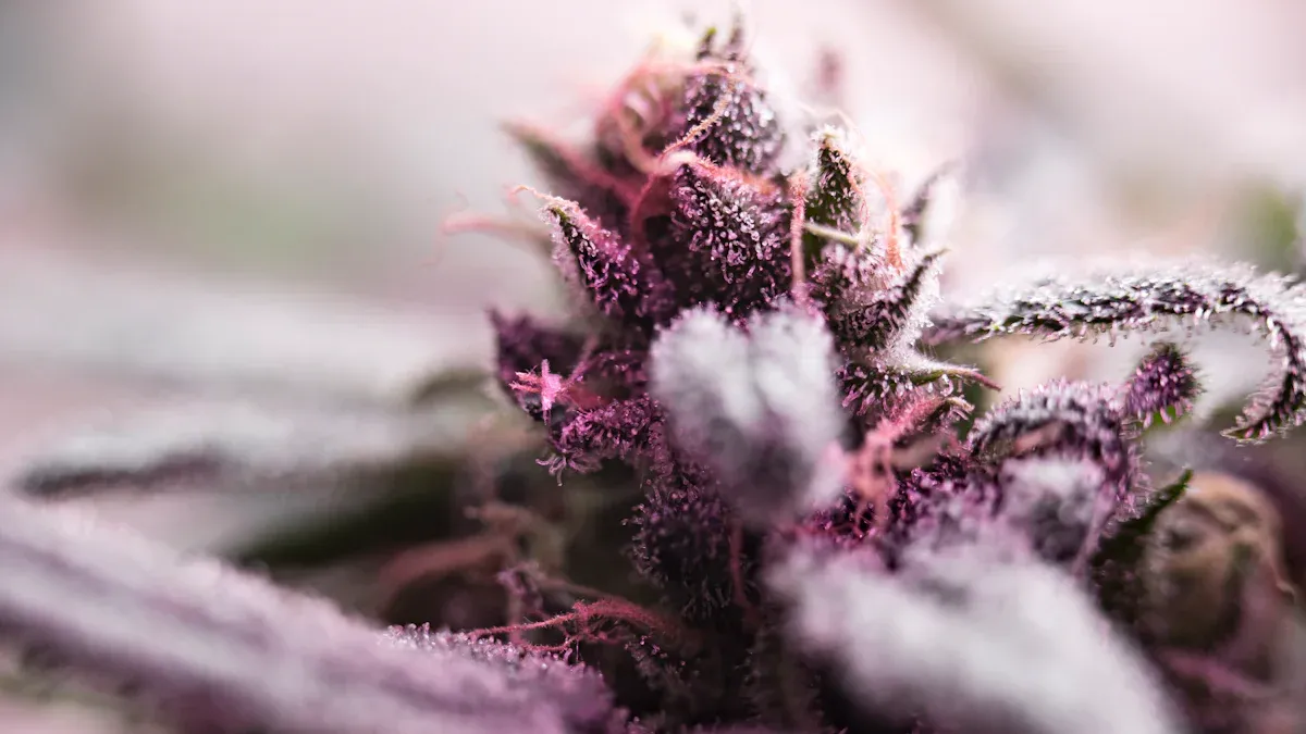 Understanding THC Crystals