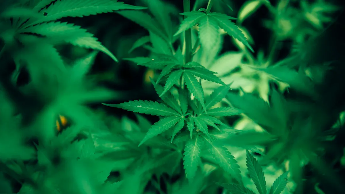 How to Celebrate 7/10 Weed Holiday