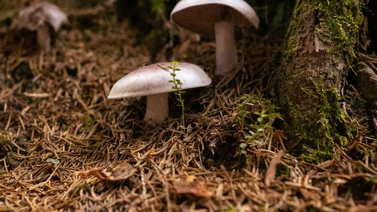 Origins of Shroom Vape