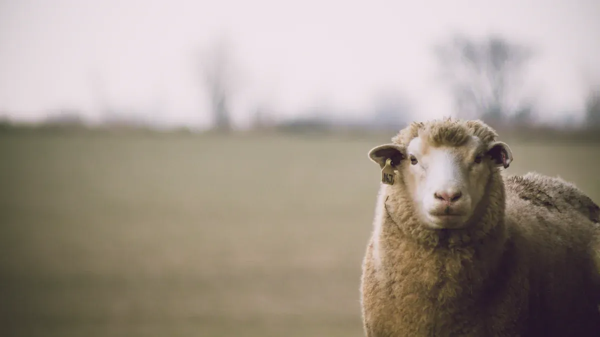 Benefits of Merino Wool