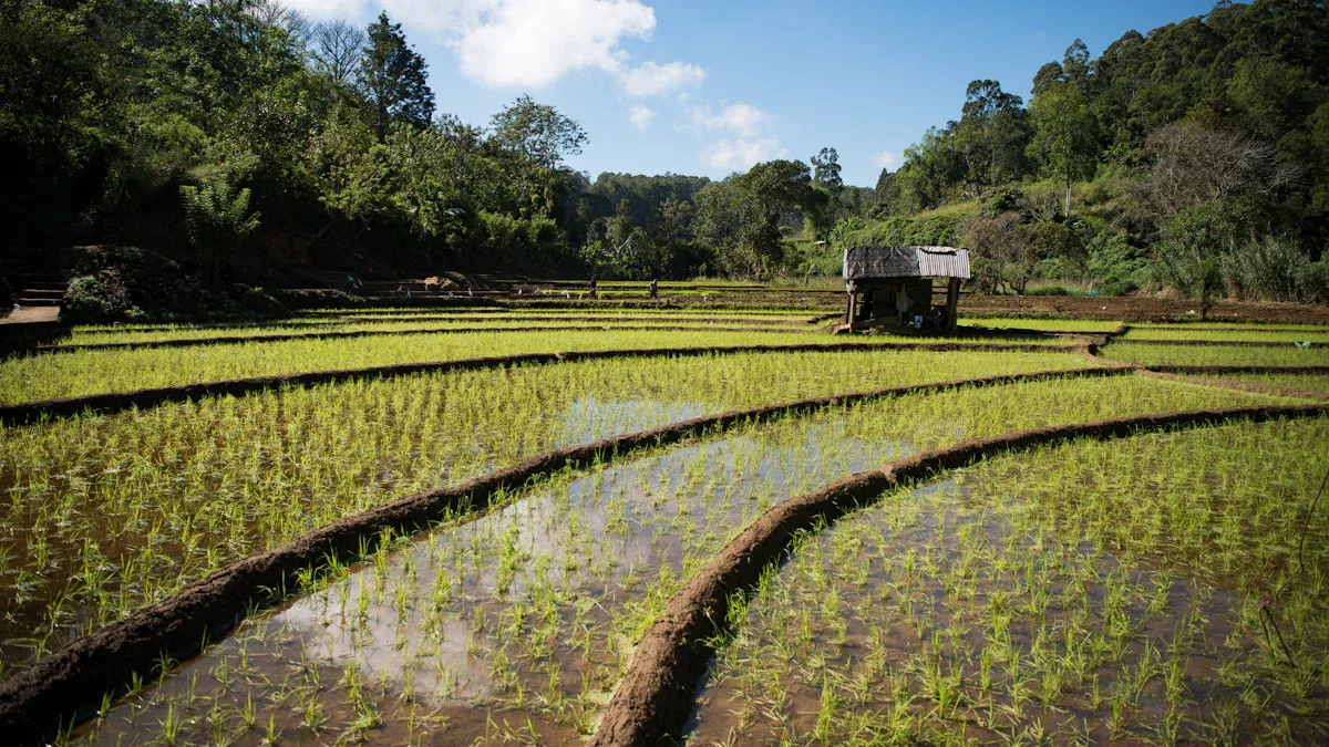 Riceberry Rice Origin