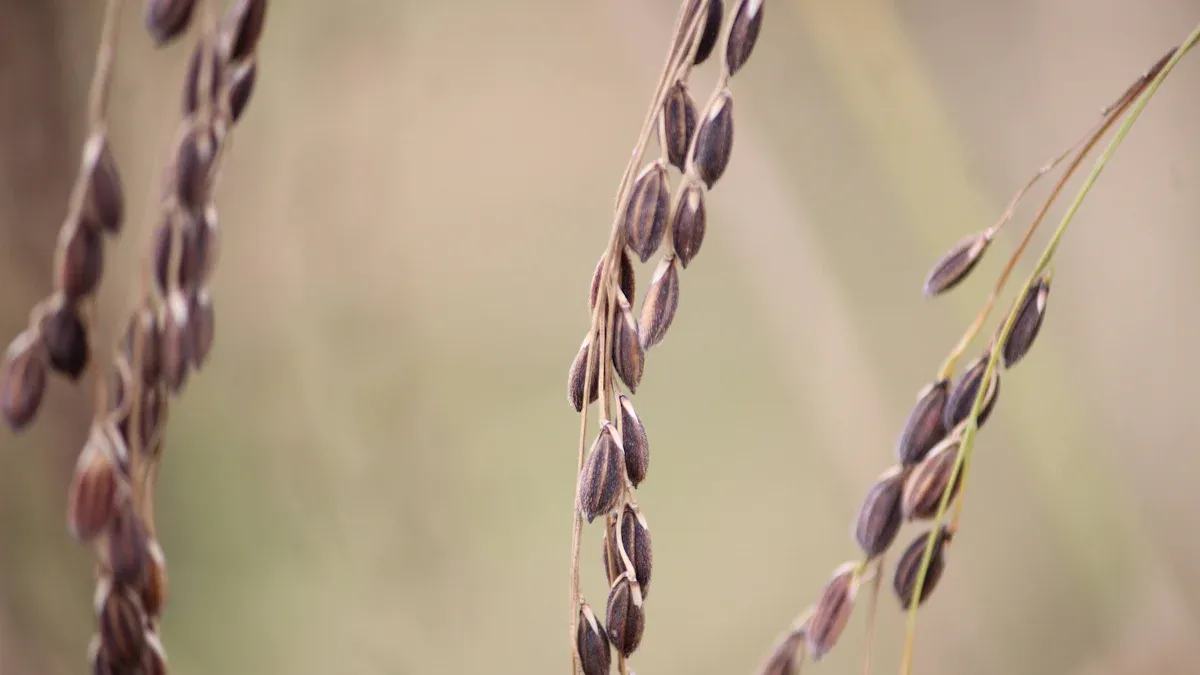 Riceberry Physical Traits