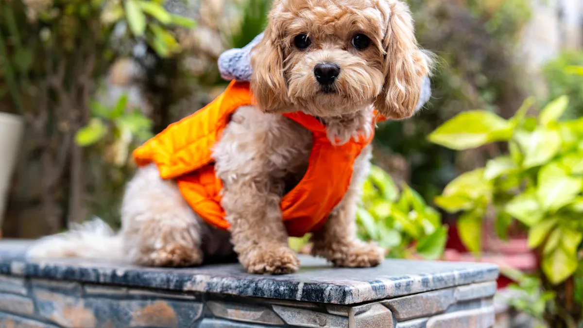 Dog Clothing Brands and Trends for 2025