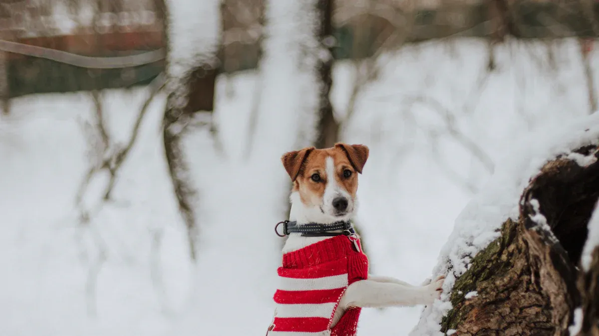 Best Dog Sweaters for Winter