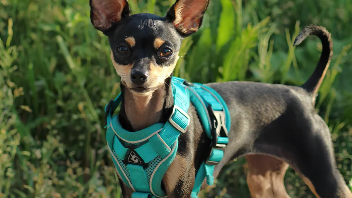 Close view of harness fit across a Chihuahua chest and shoulders