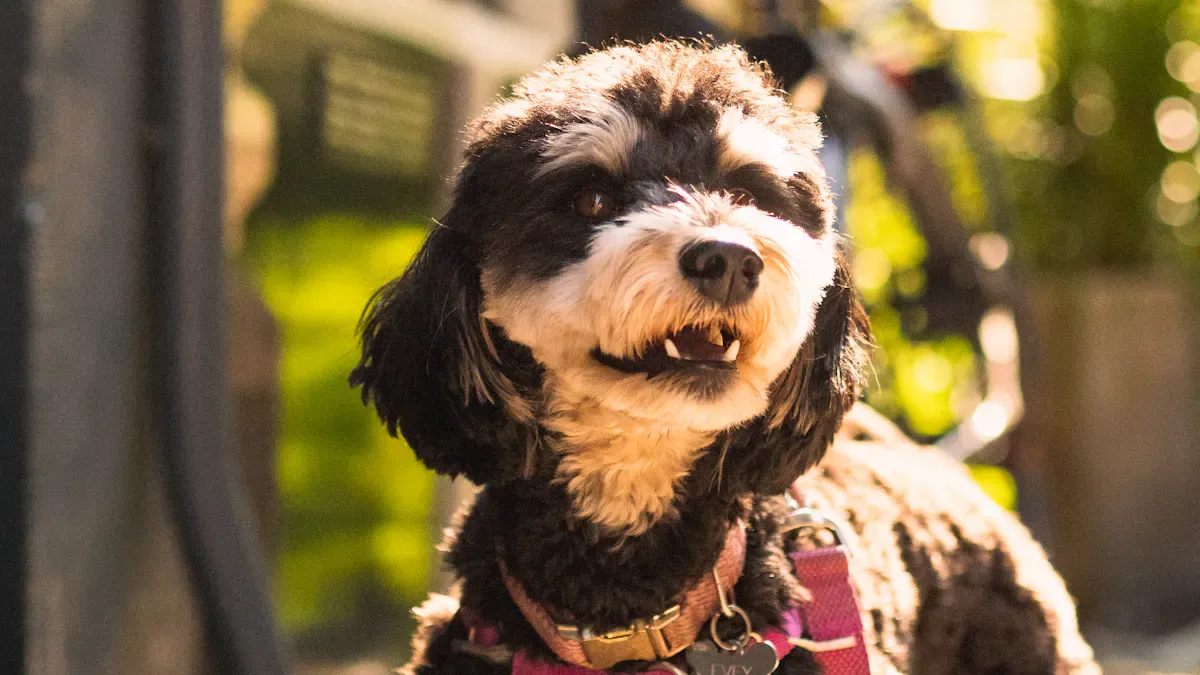Checking chest strap and shoulder movement after fitting a dog harness