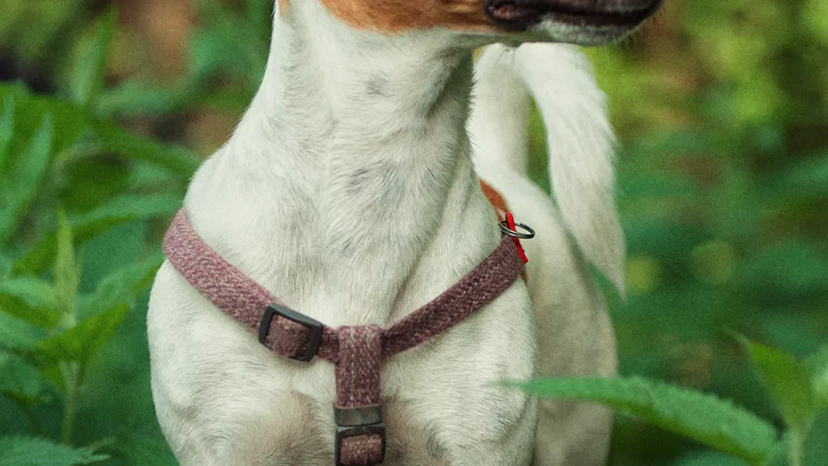 Harness fit check across a dog's chest and shoulders