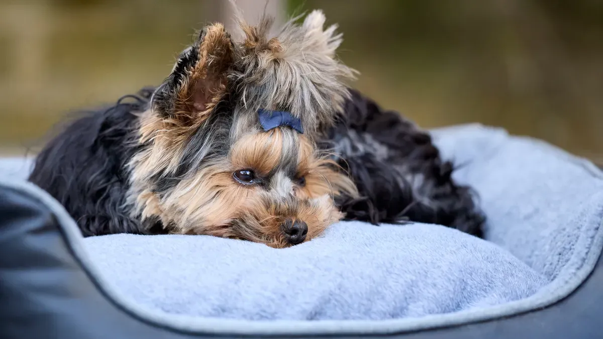 Close-up of breathable mesh fabric on a washable outdoor dog bed surface