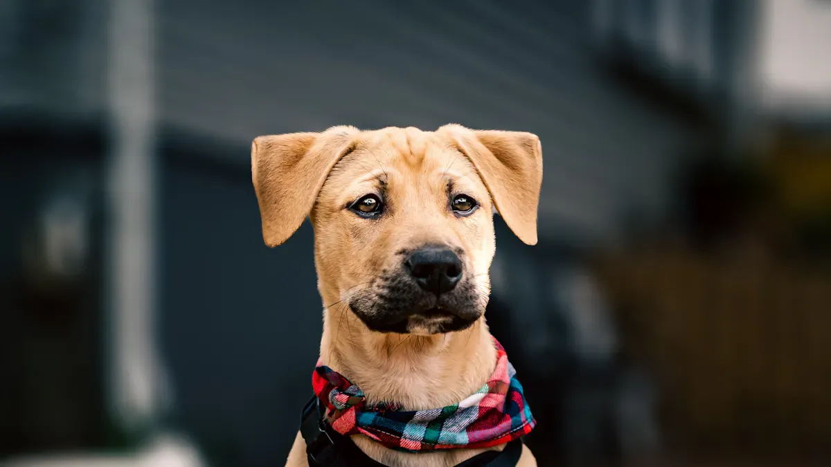 Close-up of reflective harness trim detail on a small dog