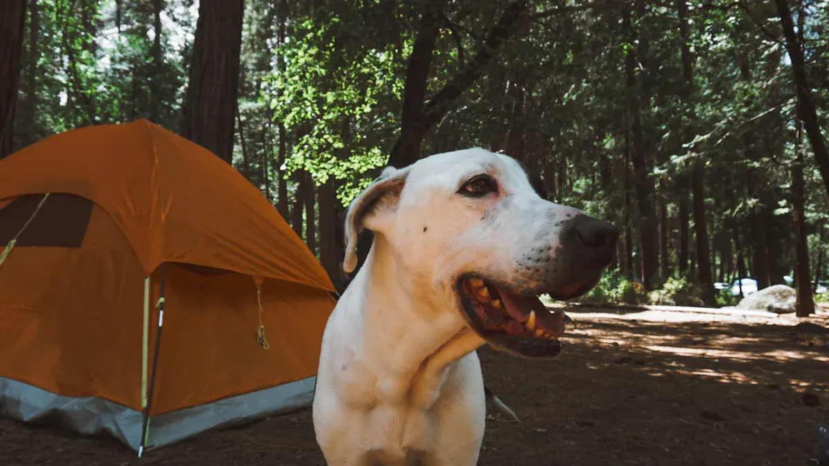 Dog lying beside a tent on outdoor bedding