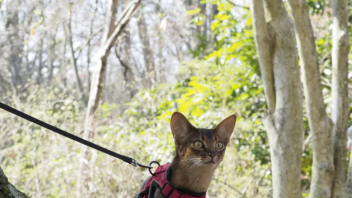 Large dog harness fit check during an outdoor walk