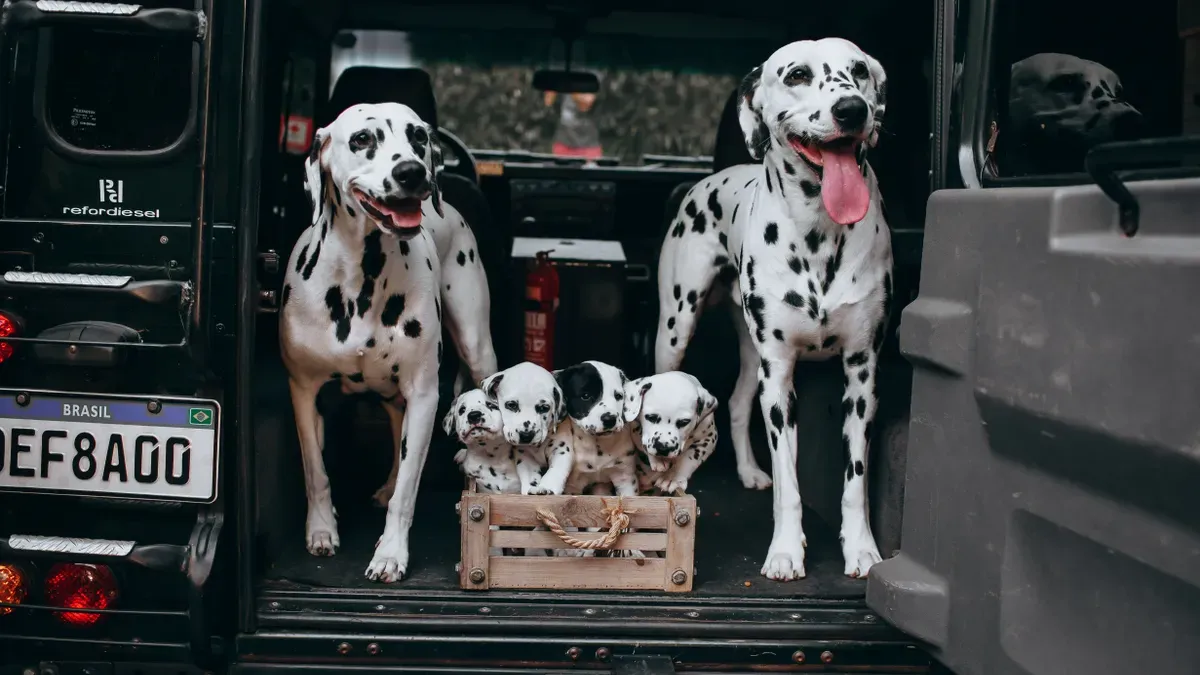 Car seat cover with textured grip surface for dog traction