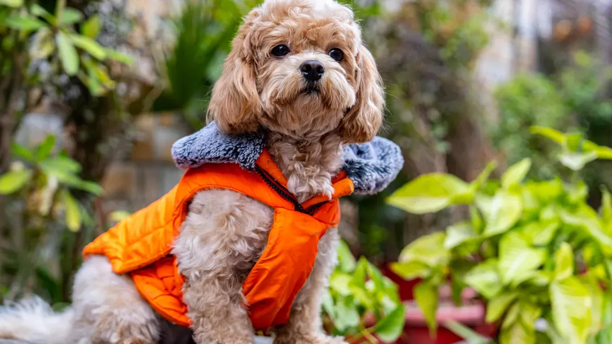 High visibility dog life jacket with bright color panels and reflective trim for water safety