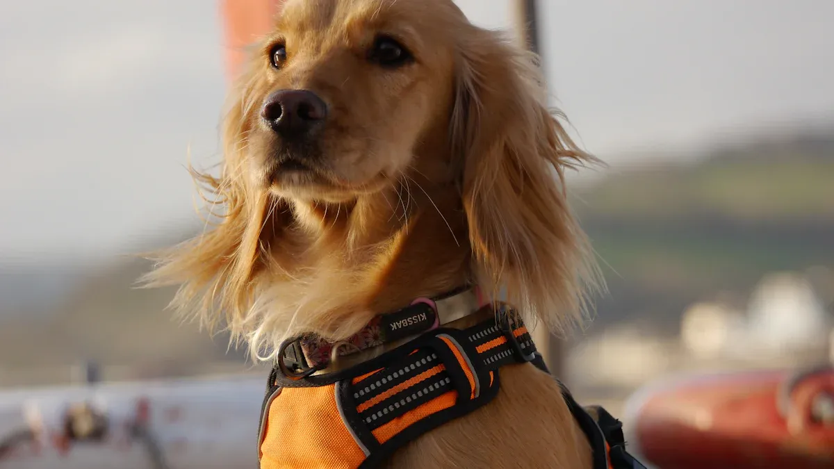 Design features of a back seat dog booster including firm base, side walls and tether points