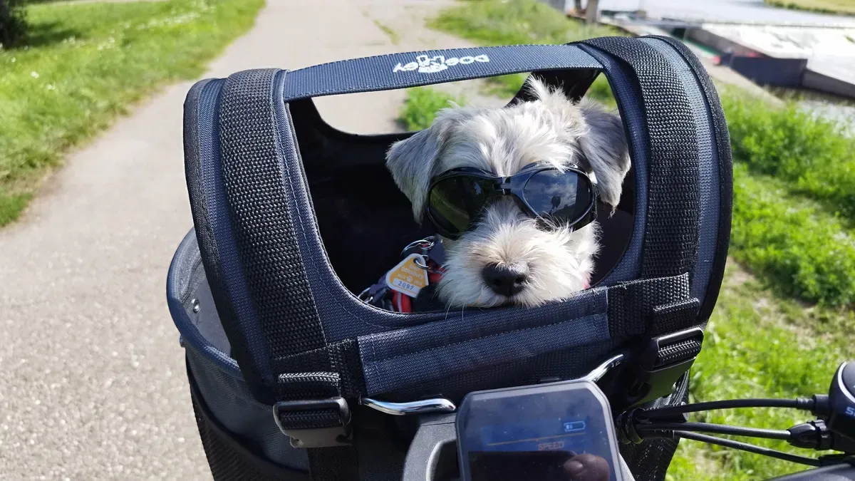 Structured dog carrier tote with firm base and secure zipper closure