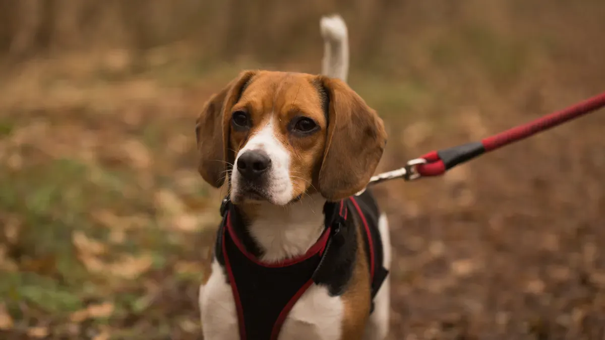 Beagle sniffing the ground during a walk with a harness showing free shoulder movement