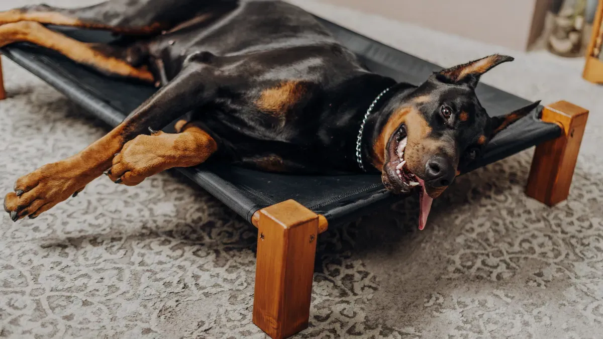 Elevated dog bed with breathable tensioned mesh fabric and steel frame for outdoor deck cooling