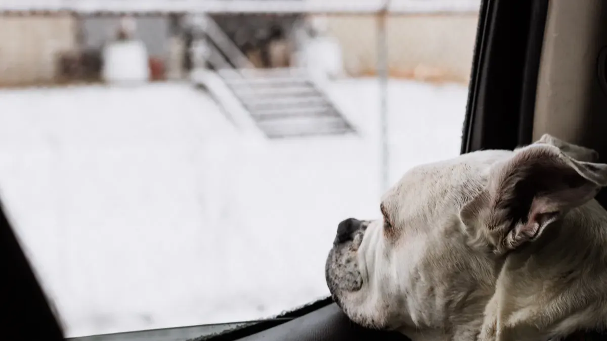 Dog car seat with raised padded sides and a stable non-slip base