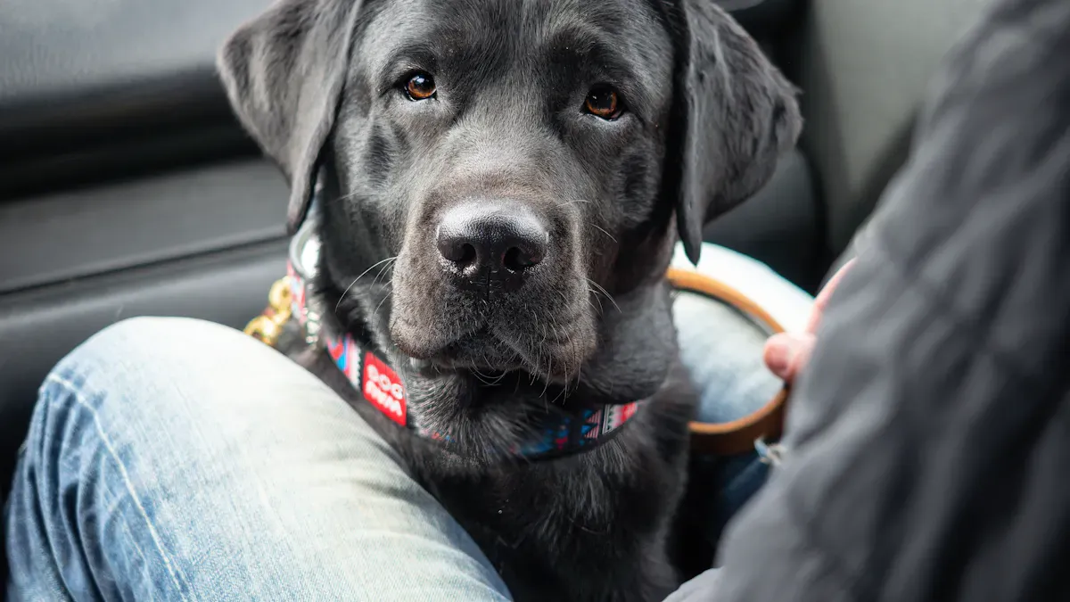 Dog sitting on smooth car seat cover in back seat