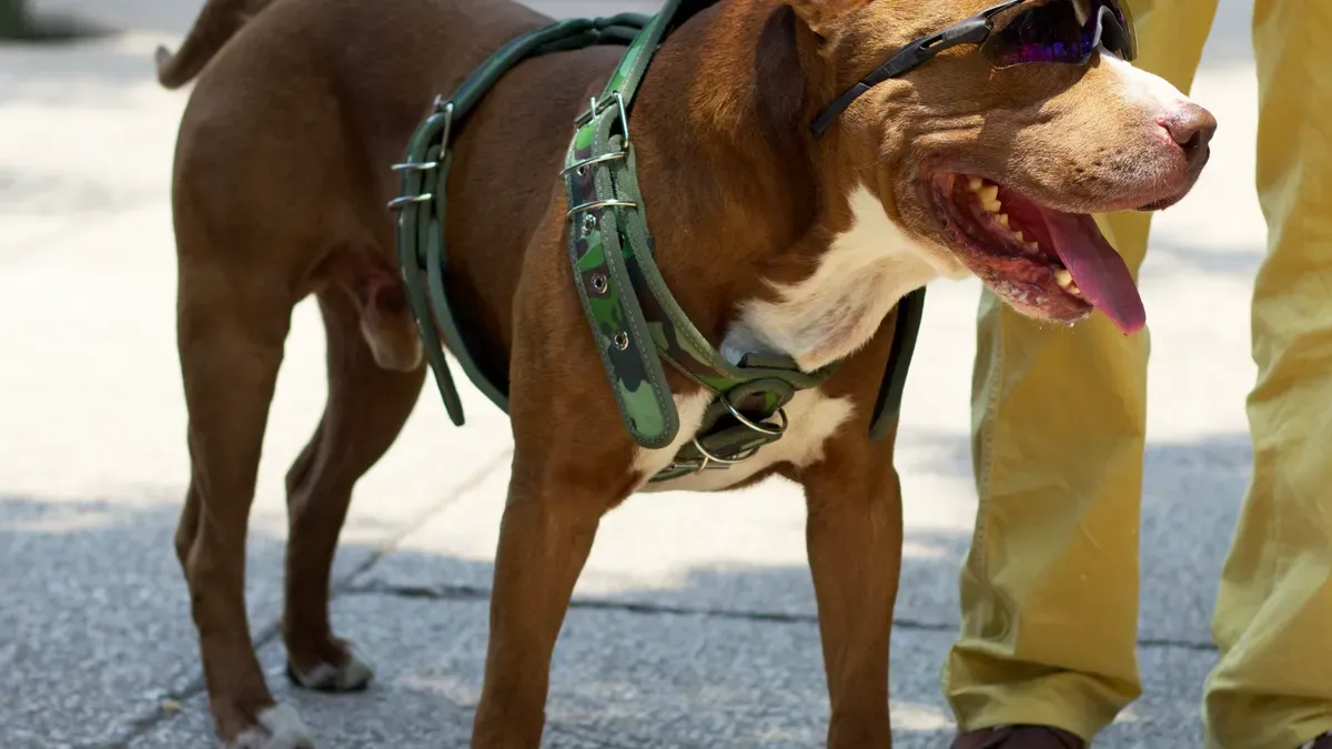 Leash design features for trail control