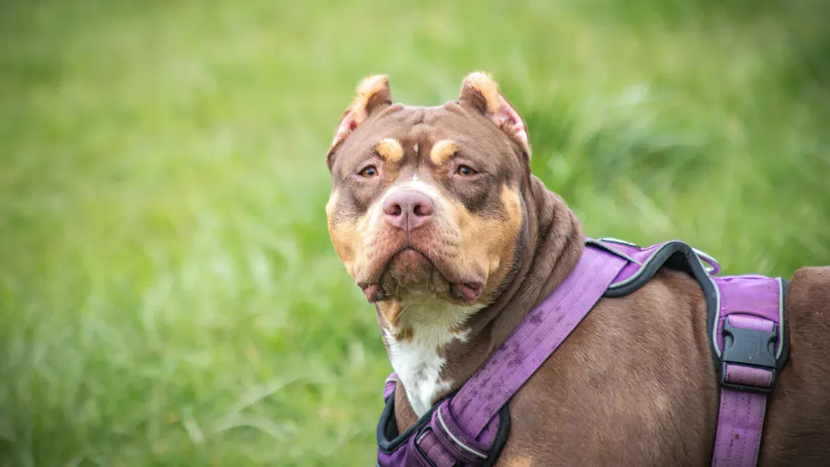 Dog wearing a secure Y-shaped harness during outdoor walk