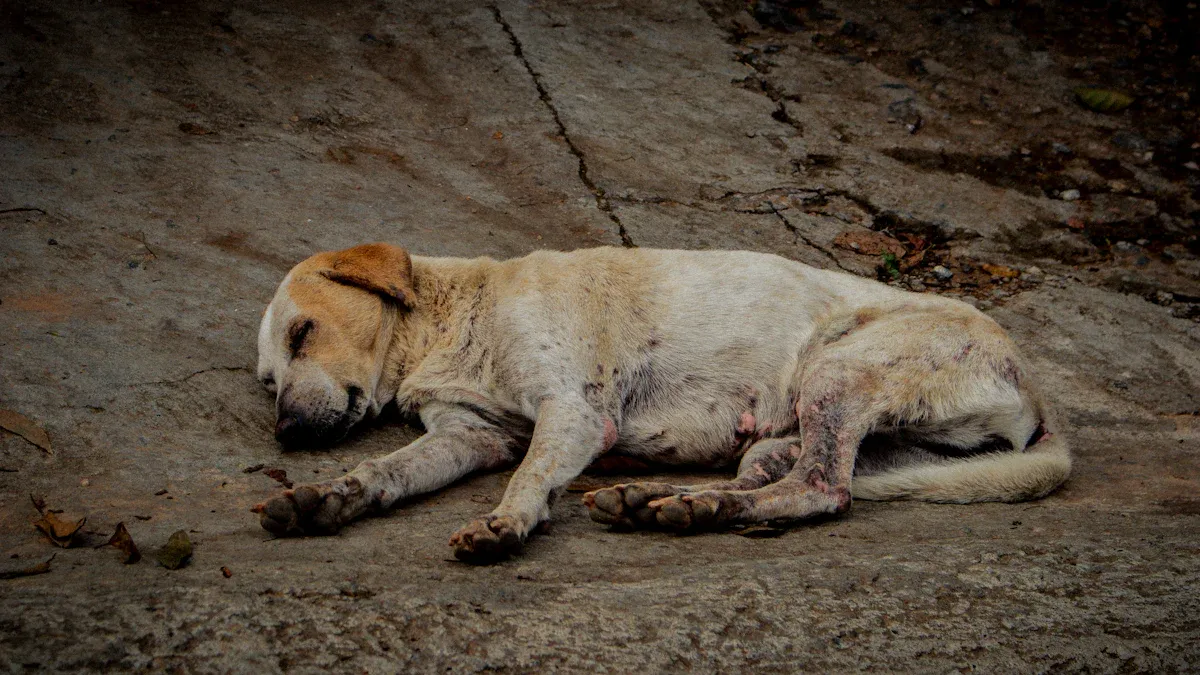 dog seat cover showing visible wear and loose edges indicating replacement is needed