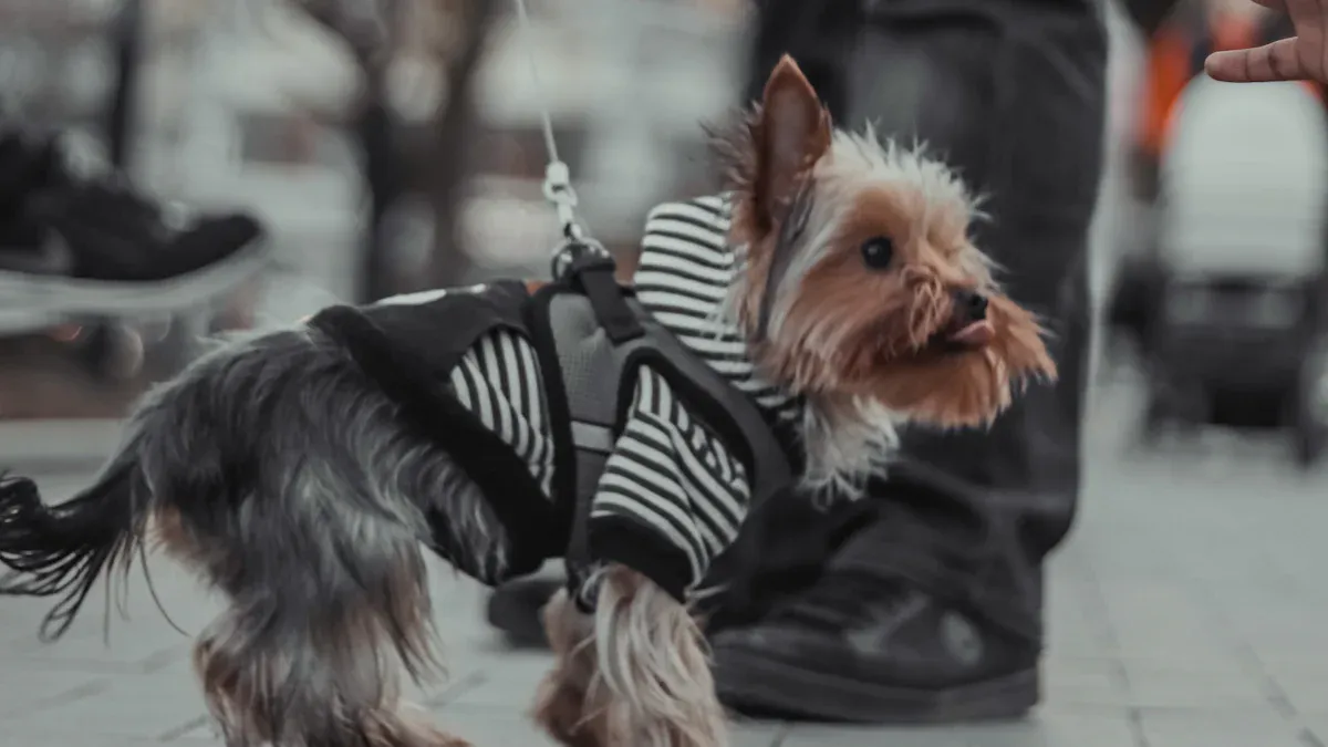 Handler inspecting harness contact points on a dog after a walk