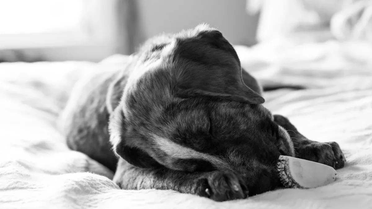 Close-up of a dog bed edge compressing under weight showing structural weakness