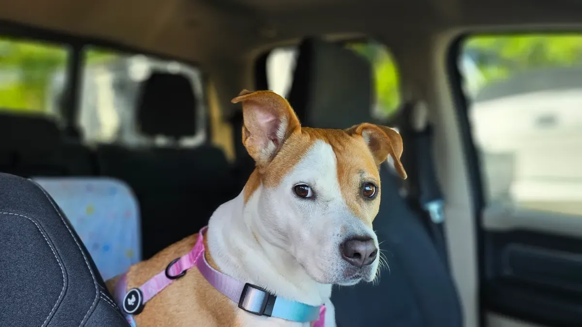 Dog car seat with raised padded walls and anchored base