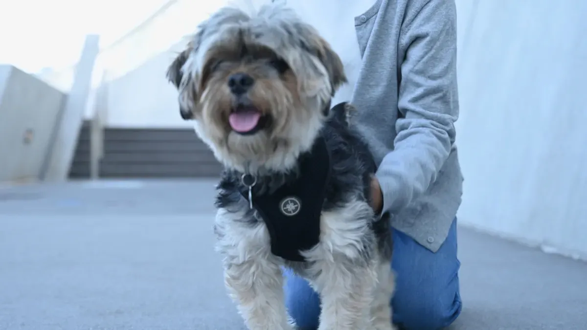 Small dog walking in a secure low-bulk harness