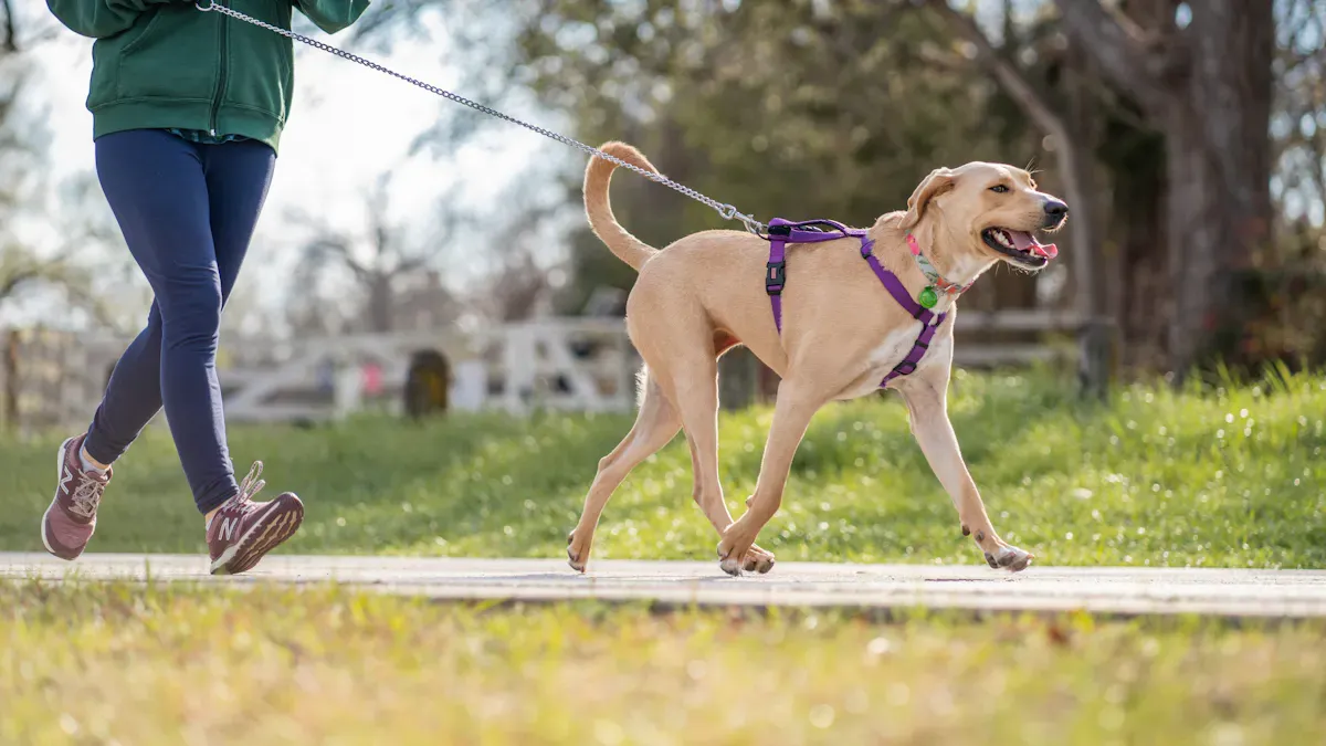 Small dog walking in a harness while fit problems are checked