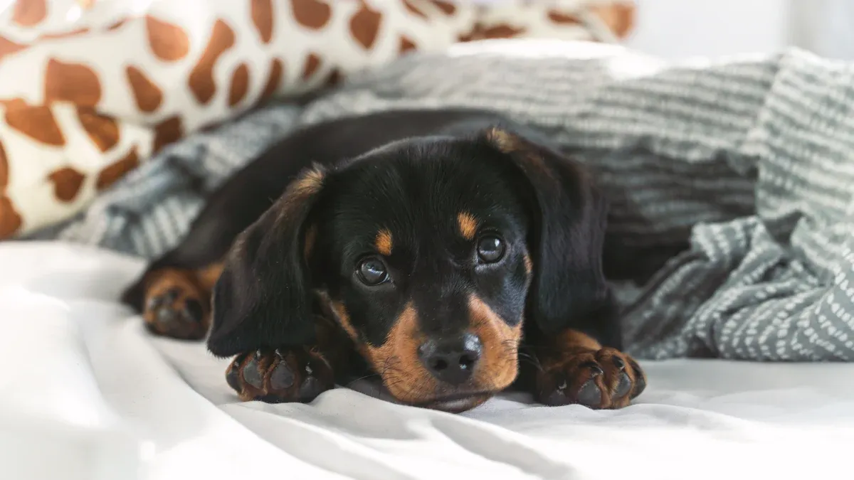 Dog sling carrier fit check for leaning and shoulder load