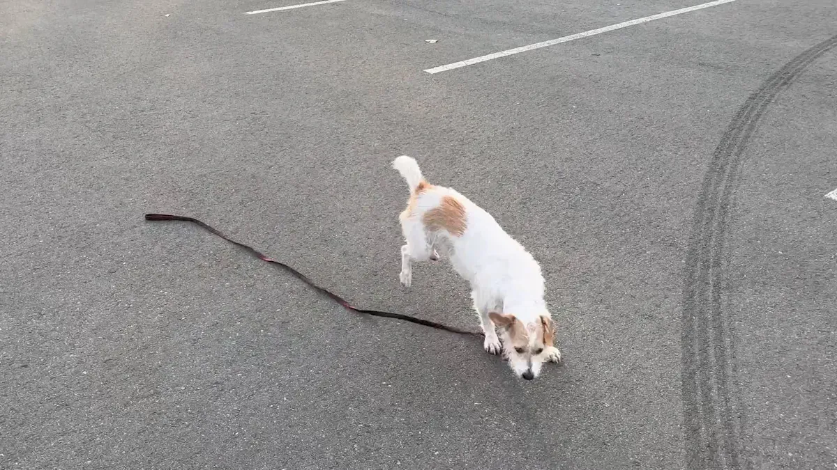 Handler managing leash slack during a walk