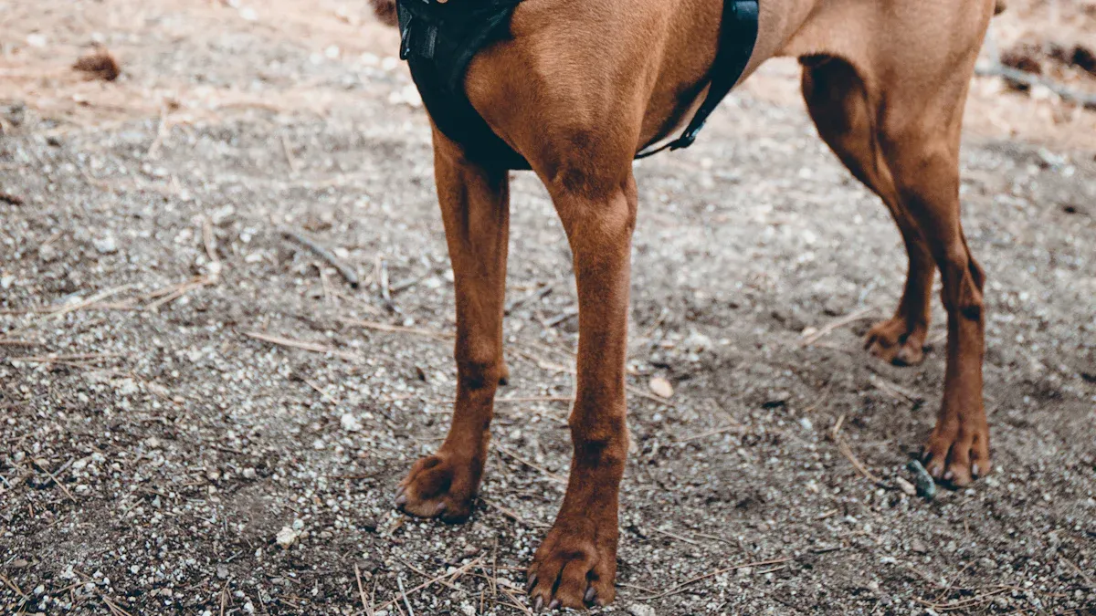 Dog in a harness during a close fit check