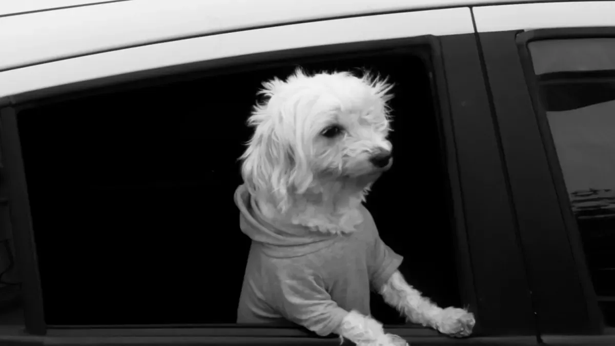 Dog car hammock with mesh window positioned at mid-backrest height for airflow