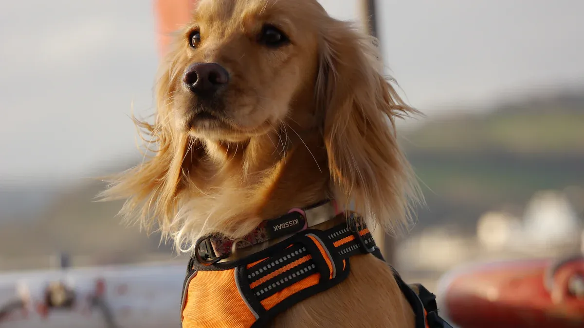 Checking no-pull harness fit and chest panel position on medium dog
