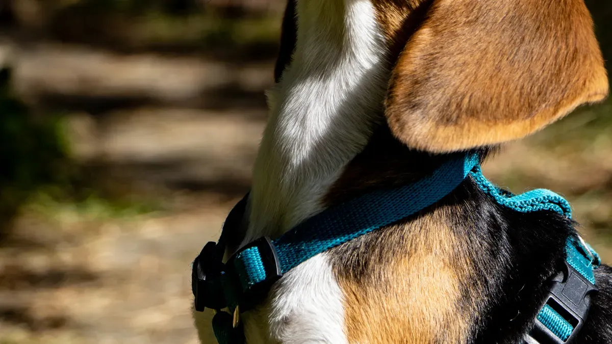 Sling carrier with deep bucket base and padded side walls supporting a small dog