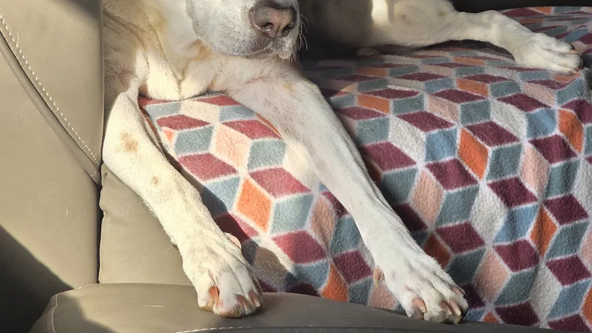 Medium Dog Console Car Seat Safety and Buyer Checklist