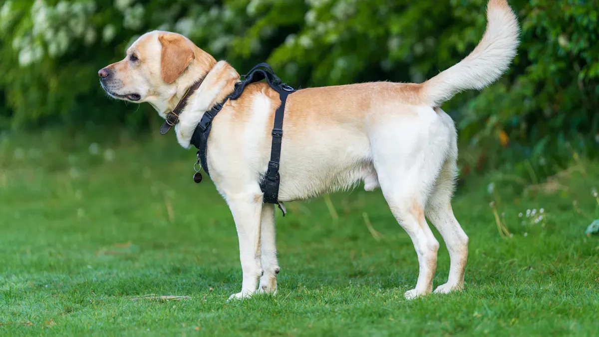 Dog walking on leash in a front-clip harness
