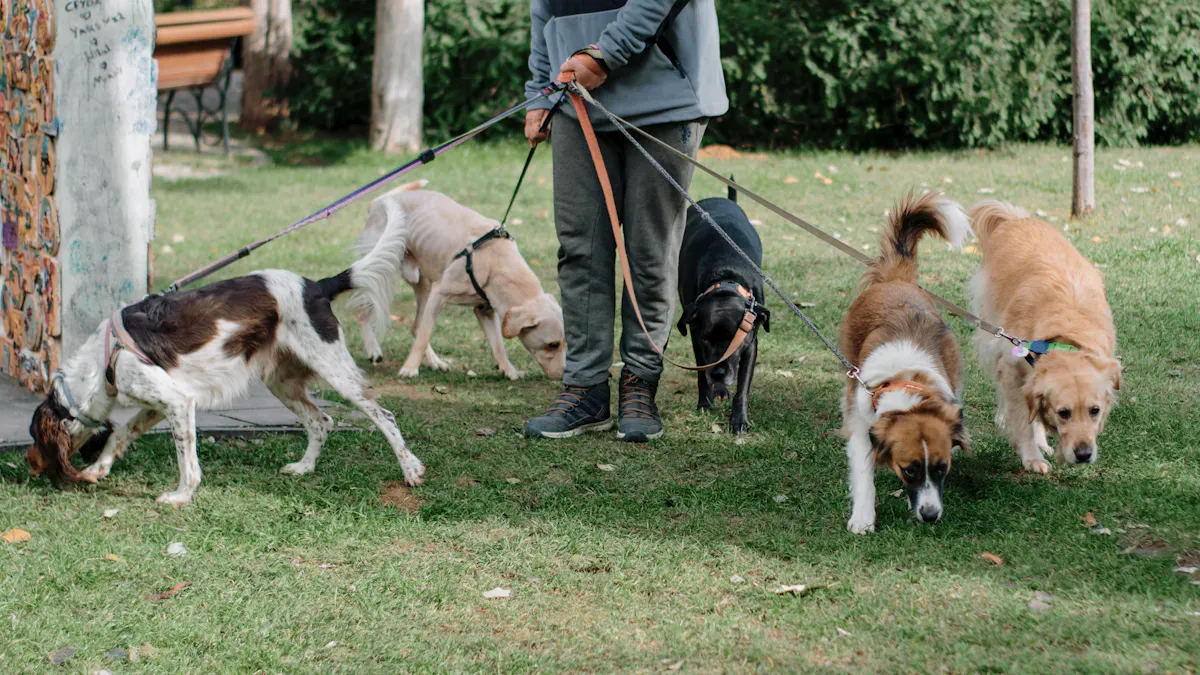 Dog walking on leash beside a handler