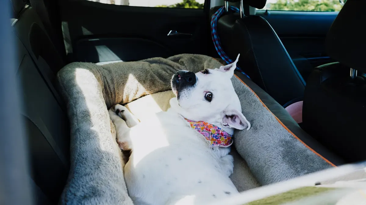 Dog settled comfortably inside a properly fitted car seat restraint