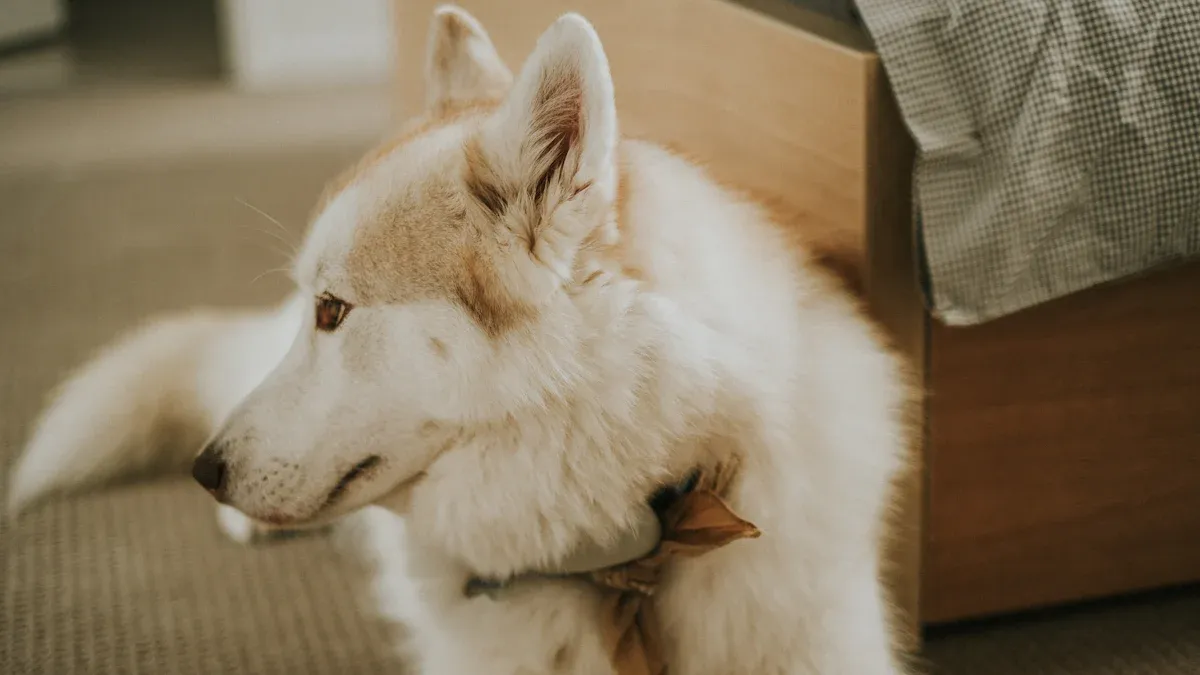 Elevated mesh dog bed with husky resting comfortably