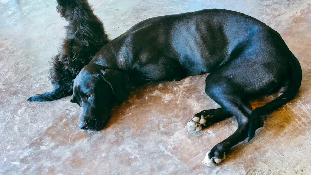Dog resting on a raised outdoor bed frame with mesh surface for airflow